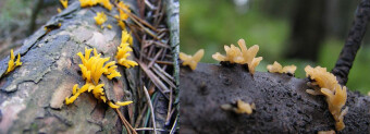 Mushrooms occurring in Europe - Calocera furcata