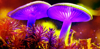 Mushrooms occurring in Europe - Astraeus hygrometricus