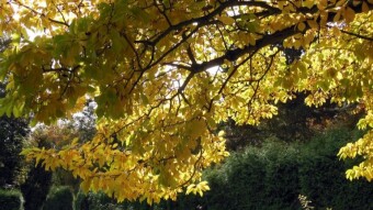 A little sun, rain and wind were enough to speed up autumn - My Actifit Report Card: October 28 2023