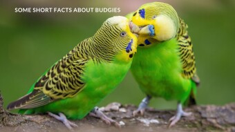 Some short facts about budgies