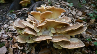 Giant Edible Tree Mushroom - Black-staining polypore