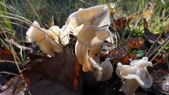 Helvella crispa - beautiful lady among the mushrooms