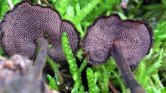 Mushroom in love with cones - Auriscalpium vulgare (Szyszkolubka kolczasta)