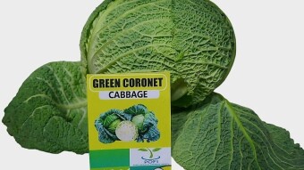 Concerning Green Coronet: An overview of the Green Coronet kind of cabbage
