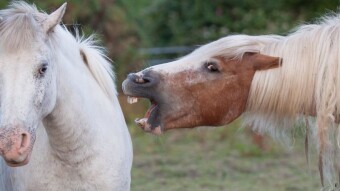 Impressionable Experiences:  Friendship's Evolution:  Hang The High Horse
