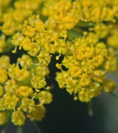 Plants of Ayres Natural Bridge, part 1 - Wondrous Wyoming
