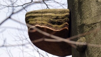 There are large specimens in the park, but in the wild forest they are huge - tinder fungus
