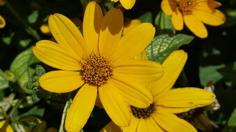Sublime Sunday - Sit Back & Enjoy the Flowers