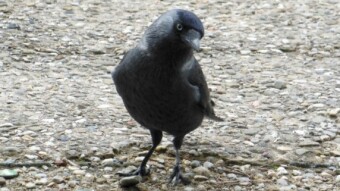 Crows - ordinary jackdaw, with extraordinary intelligence