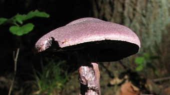 Mushrooms occurring in Europe - Cortinarius violaceus
