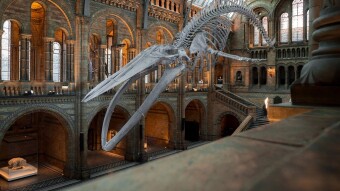 A List of 5 Museums Offering Virtual Tours!