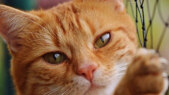 Why Do Cats Love Sitting in Circles? A Mystery Unwrapped