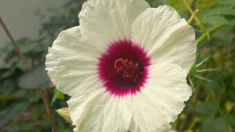 Flower Photography.