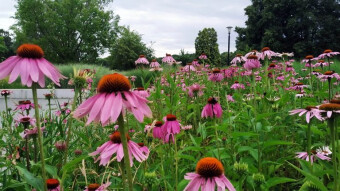 Flowers with medicinal properties known from our gardens and beyond