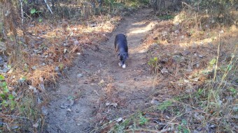 Apocalyptic Homesteading (Day 10)