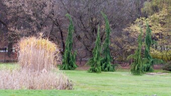 A cloudy November day, the roses are still in great shape - My Actifit Report Card: November 4 2022