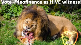 I'll feed you to the lions if you don't vote @leofinance as a HIVE witness