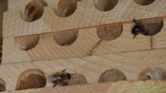 A closer look at Solitary Bees Part 6: Working with mud