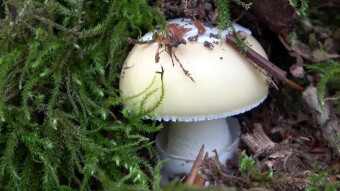 Jonquil amanita - rare, beautiful and deadly