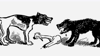 Isle of Dogs (2018) - Favorite Food As Motif