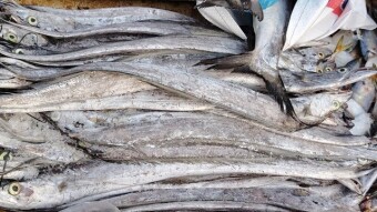 Shahjahan's Fish Market.(Backer Bazar)