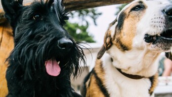 [68] Three sisters and two female dogs…(Episode - 14)