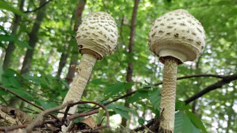 Parasol mushroom - a very tasty mushroom, but many people are afraid to pick it up