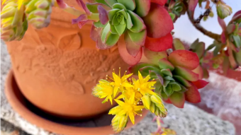 Succulents plants with flowers!