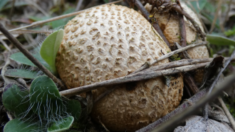 Mushrooms occurring in Europe - Scleroderma citrinum