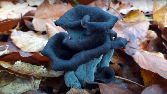 Edible mushrooms of the world - Black trumpet