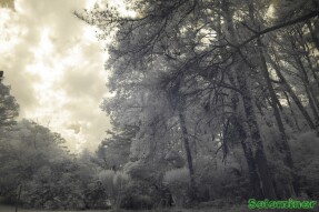 Infrared Photography - Overhanging pine trees with cloudy skys