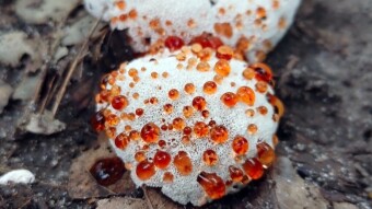 Mushrooms that cry with leeks - Abortiporus biennis (Różnoporek dwuwarstwowy)