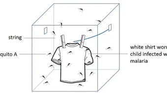 Deep dive into mosquitoes