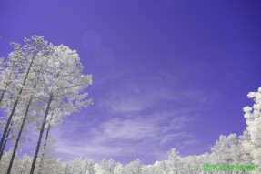 Ultraviolet and Infrared Photography Single - Pine tree full of cones with wispy sky