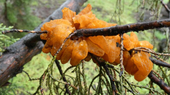 Mushrooms occurring in Europe - Exidia saccharina marianom