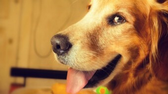 Top 10 Cutest Dog Breeds According To The Golden Ratio