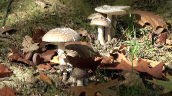Tasty edible toadstool appearing in early summer - Blushing amanita