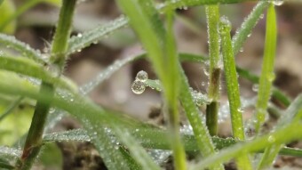 WATER DROPS