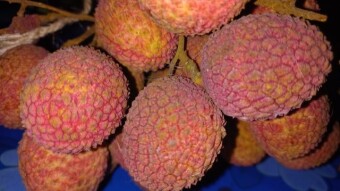 litchi Photography
