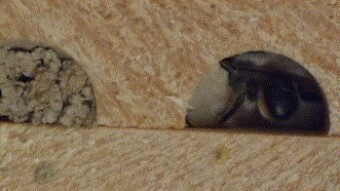 A closer look at Solitary Bees Part 4: Completing the homes