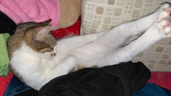 LOCOstories #24 an ordinary sleep position..