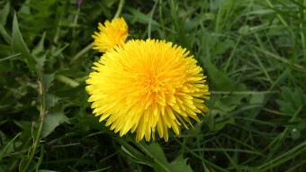 Common dandelion, a weed with culinary and medicinal properties