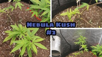 Nebula Kush - Grow Update #2