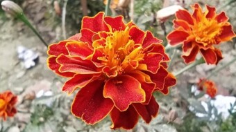 Marigold Photography Collection. Photography With My Smartphone.