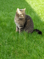 Update 6: Cats cryptocurrency prediction experiment!