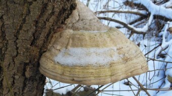 Tinder fungus - a common mushroom with unusual properties