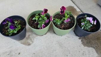Expanding the Garden