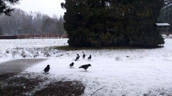 Winter landscapes are back - My Actifit Report Card: February 14, 2025