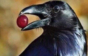 YOU'LL BE SURPRISED TO LEARN THE MYSTERY OF CROW SHIT!!!