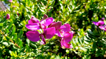 Finding flowers around: Polygala Myrtifolia